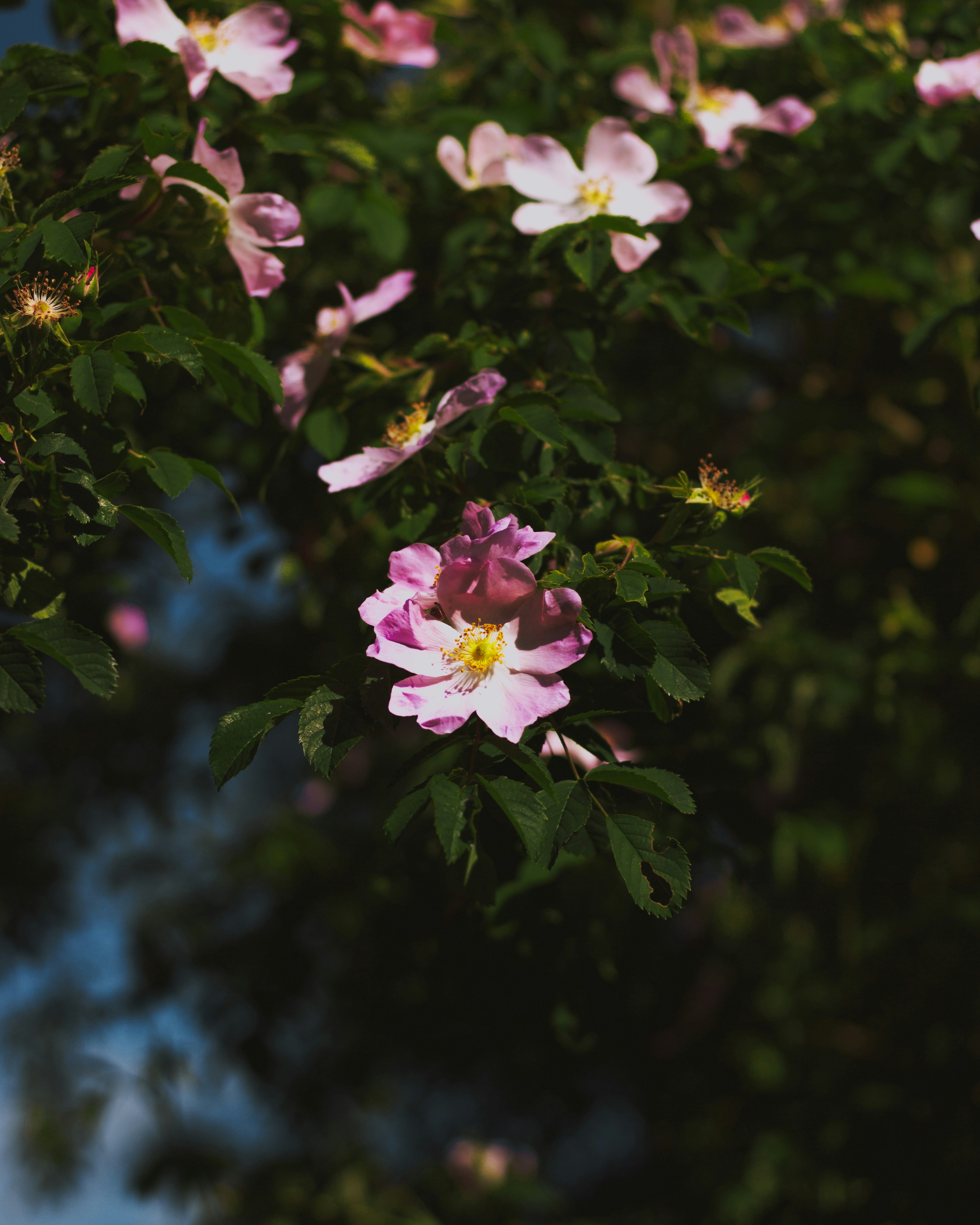 white-petaled flowers